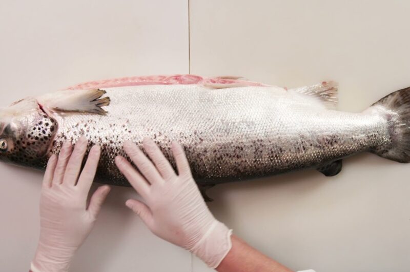 How to Check a Salmon for Freshness